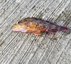 おもちゃの釣竿