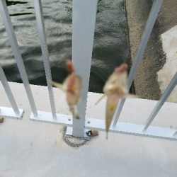 はぜ釣り ~夕方サクッと♪~