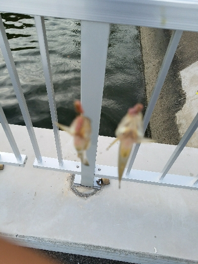 はぜ釣り ~夕方サクッと♪~