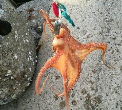 終盤戦タコ４杯