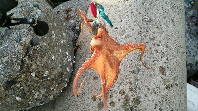 終盤戦タコ４杯