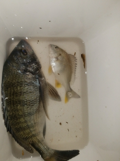 カイズ釣り ~粘りの一尾~