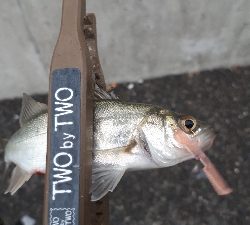 夕まづめアジング