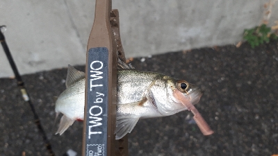 夕まづめアジング