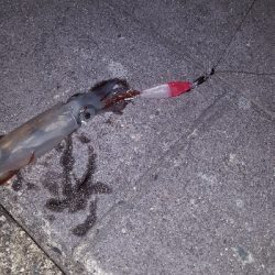 逃したけどゲット!