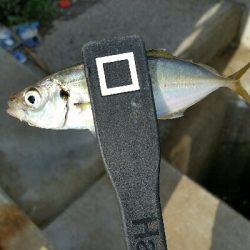 舞洲アジングNo6