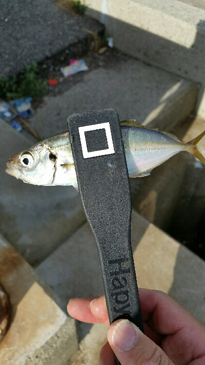 舞洲アジングNo6