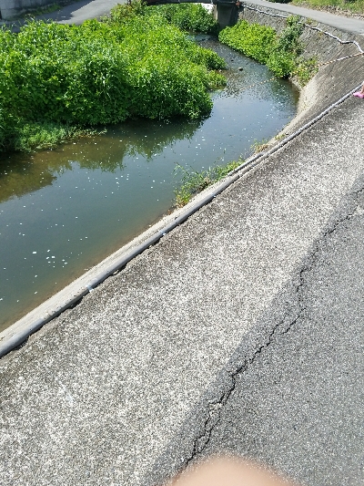 小物釣り ~釣り ガサガサ 虫採り~