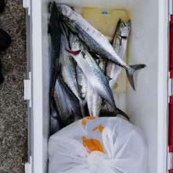 まだまだサゴシ❗