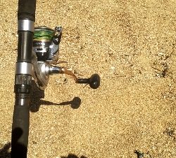 キス釣りのはずが