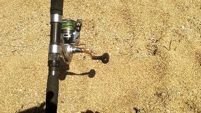 キス釣りのはずが