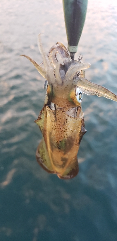 エギングでアオリイカ