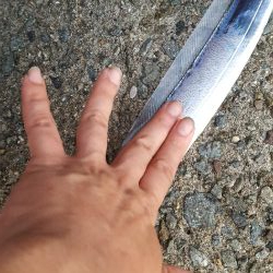 台風後のタチウオ