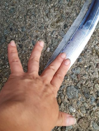 台風後のタチウオ