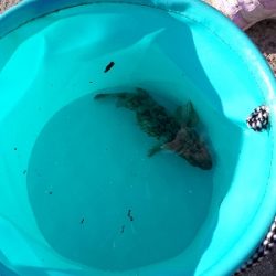 ジグサビキならず