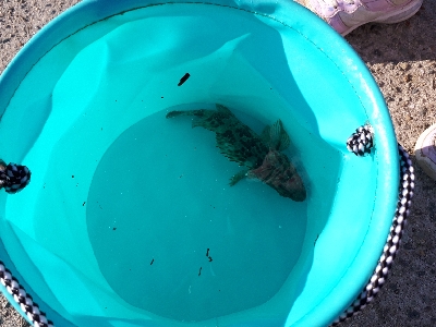 ジグサビキならず