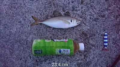 ボウズじゃないけど