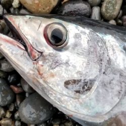 浜からメジマグロ