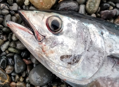 浜からメジマグロ