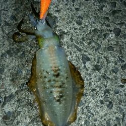 偵察、イカカレー