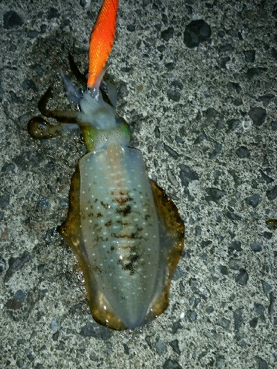 偵察、イカカレー