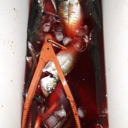 ほぼサバ、たまにタチウオ、時々アジ