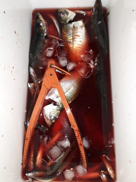 ほぼサバ、たまにタチウオ、時々アジ