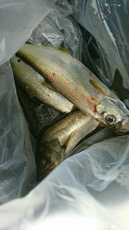 最初は西港に行ったのですが❗…