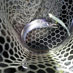 太刀魚開幕第２戦