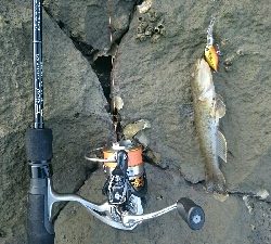 今日もハゼクラ