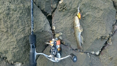 今日もハゼクラ