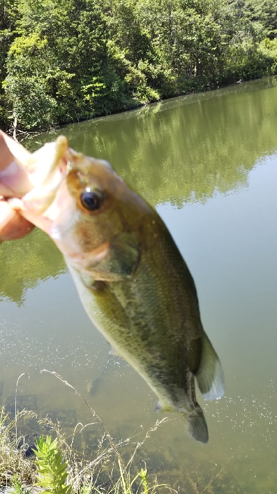 スパテラ3インチ ﾚﾍﾞﾘﾝｸﾞﾍｯﾄﾞ