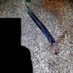 釣り部 釣行記 20