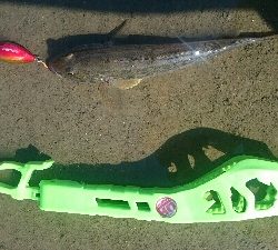 とりあえずハゼクラ