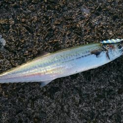 鹿児島釣行 2018 1日目