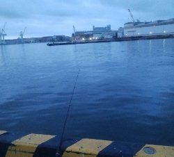 F1.5の太刀魚(￣0￣)