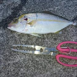 鹿児島釣行5日目！