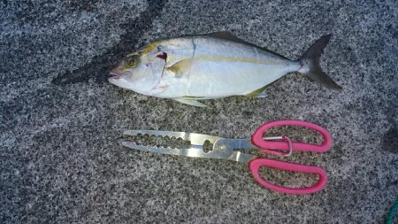 鹿児島釣行5日目！