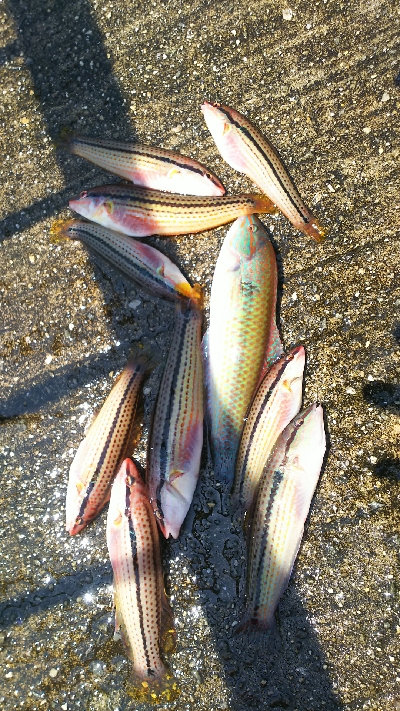 カワハギ始まる