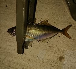 アジ沸いてました