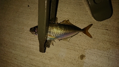 アジ沸いてました