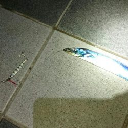 またまた、おちびさん