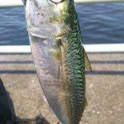 シーサイドコスモ、サバ、アジ