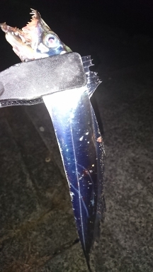 ロックフィッシュ&サーベリング