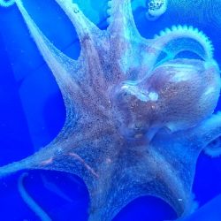 パワーイソメでタコ サンバソウ