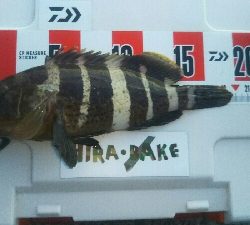 ライトロックゲーム