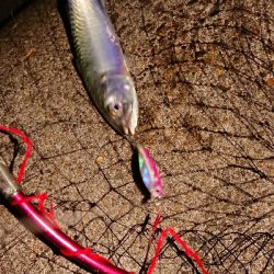 ケンサキからの・・・