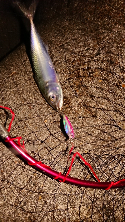 ケンサキからの・・・