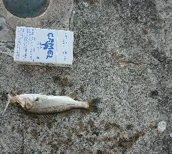 サビキジグ釣行
