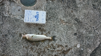 サビキジグ釣行